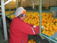 120824 CITRICOS DEL ANDARAX