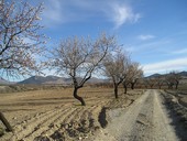 almendrosenalmeria
