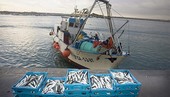 IB_PESCA EN BARBATE