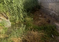 cauce con maleza