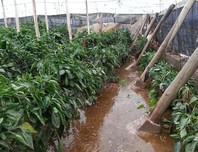 invernadero inundado tubería balsa del sapo 061112