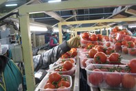 exportacion-frutasyhortalizas