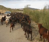 GANADO LUBRÍN (21-1-11) 005