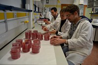 Investigadores hongo biofertilizante