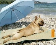 perro-tomando-sol-imagen11