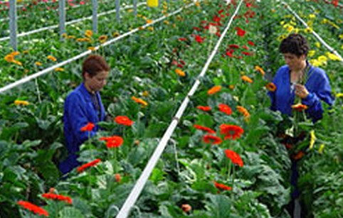 cultivos-hidroponicos-fibra-coco