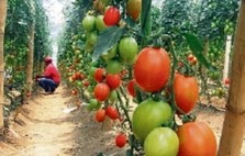 el-tomate-de-almeria_1_1106099