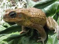 image_content_medium_873553_20130814084212