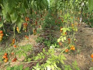 tomate-cherry-de-Constantino2