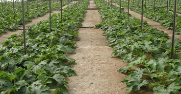 Calabacines pequeños (6)