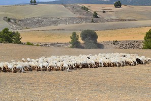 explotación ganadera