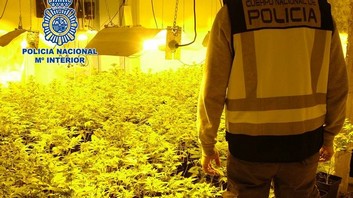 Desmantelan-cultivos-marihuana-rescatan-heridos_TINIMA20150401_0046_5