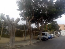 150501 Foto árboles barrio de Araceli 1