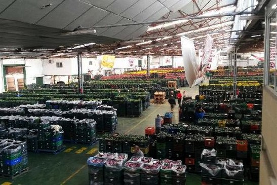 114851_76632_Subasta-de-AgrupaEjido_G (1)