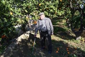 Francisco Trujillo a sus 80 años acude cada día a realizar las labores propias del cultivo de la naranja
