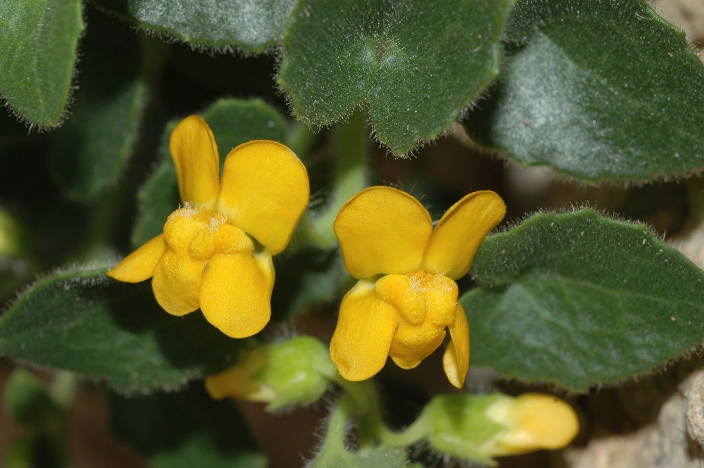 FOTO 2 MARZO 21 NUEVA ESPECIE GADORIA