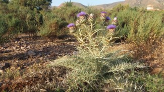 170707 Alcachofera I