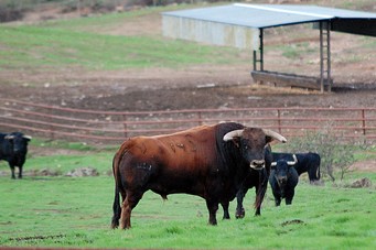 berja_viaje_vejer_toros