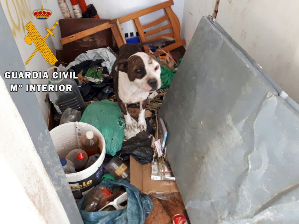 perrito1