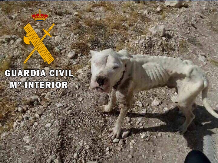 auxilio perrito chirivel (1)