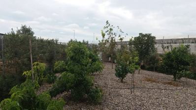 181127_Setos_Verdes_2