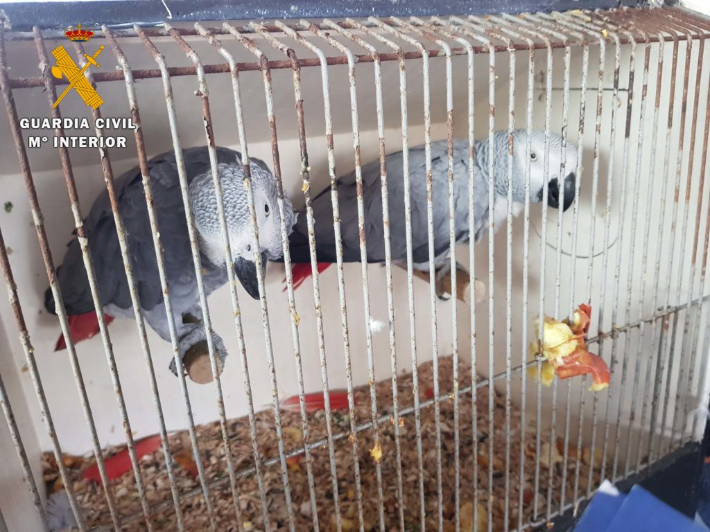 loros _YACO