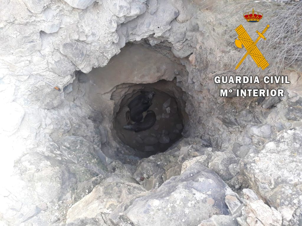 rescate_seprona_gcsanjose (2)