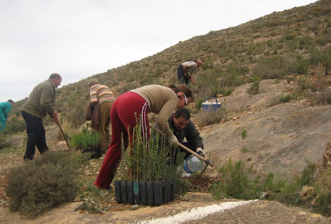 reforestacion en berja