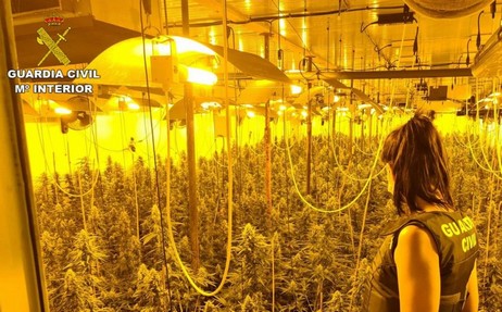 DET1P MARIHUANA MATAGORDA