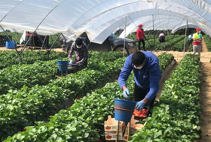 Foto Invernadero Covid-19