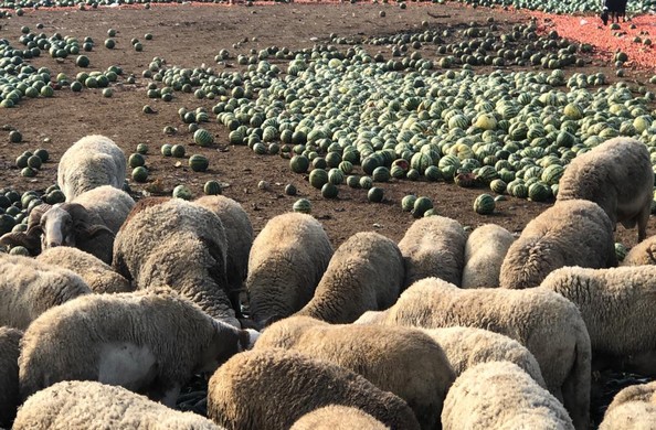 sandías para las ovejas por precio ruinoso