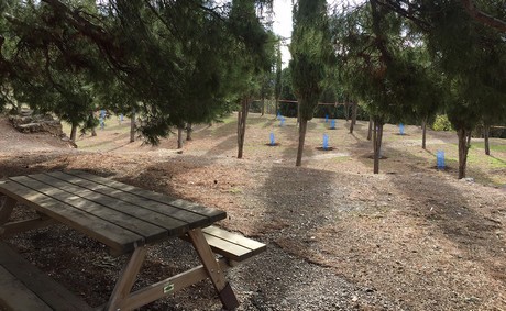 mi amigo el arbol Berja 2019