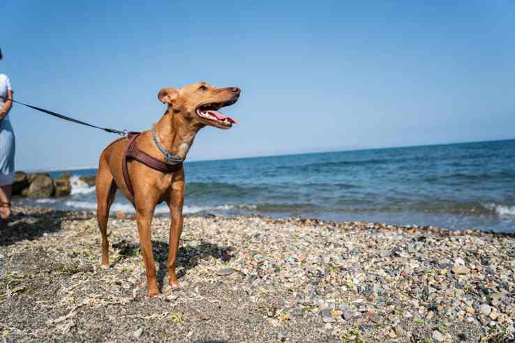 PLAYA CANINA
