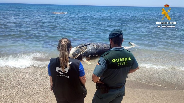 20220629-APOYO EN VARAMIENTOS DE TORTUGA DELFIN Y ZIFIO A EQUINAC JUNIO 2022 (3)