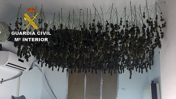 La imagen tiene un atributo ALT vacío; su nombre de archivo es maihuana-seca.jpg