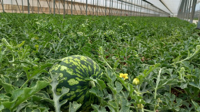 230413 Campaña no cortes en verde 2