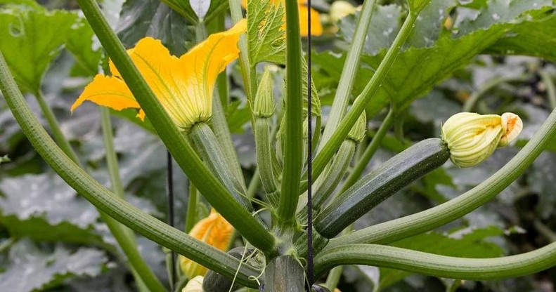 CALABACÍN EN MATA