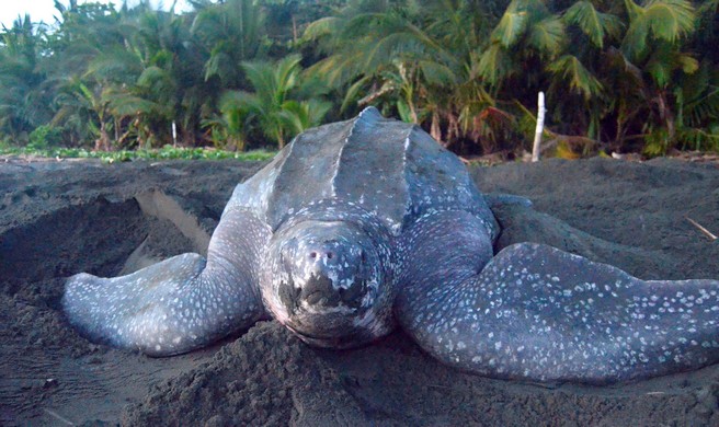 FOTO 2 MAYO 05 2023 INVESTIGACIÓN SOBRE TORTUGAS MARINAS