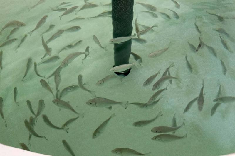 FOTO 1 JUNIO 28 2023 DORADAS DONADAS POR LA UAL