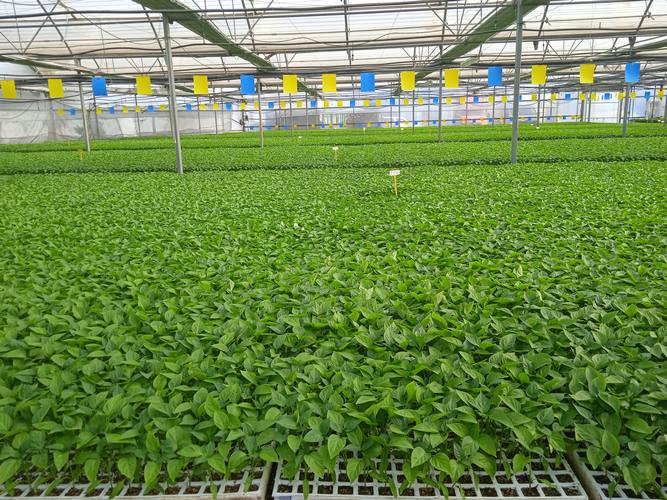 IMG_20210720_101035_1 (1)