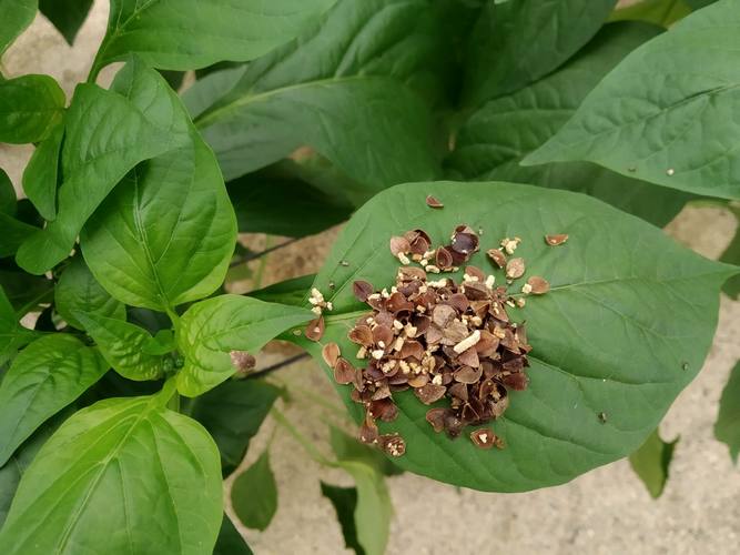 WhatsApp Image 2023-08-11 at 08.34.31