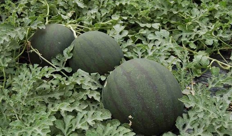 240223 Engorde de sandía