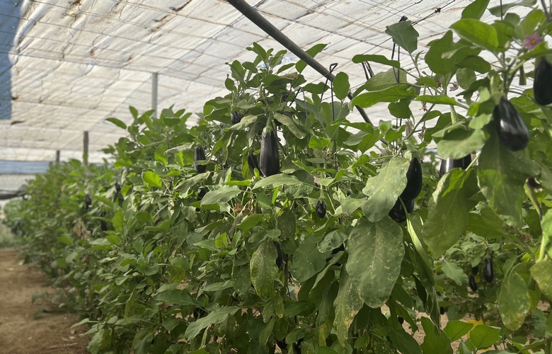 invernadero de berenjenas