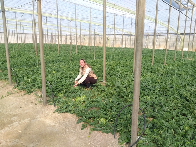 240321 Cultivo de sandía