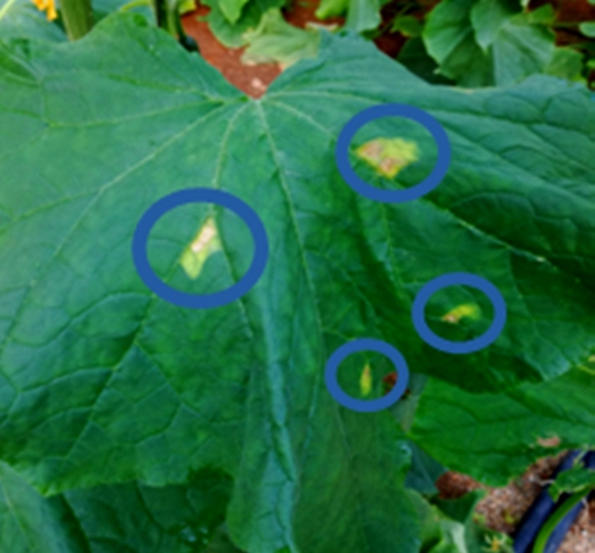 Hoja de pepino tratada con Provite