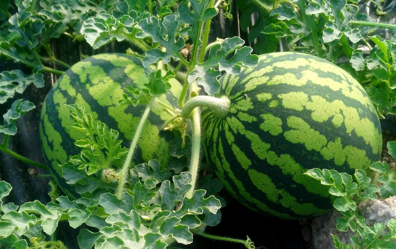 SANDIA1-scaled-e1659509518809