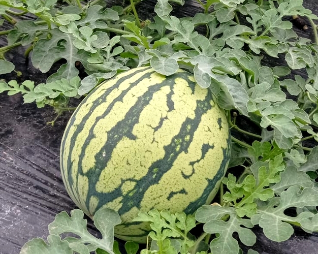 020424 GRUPO AGROPONIENTE. Evolución campaña Primavera