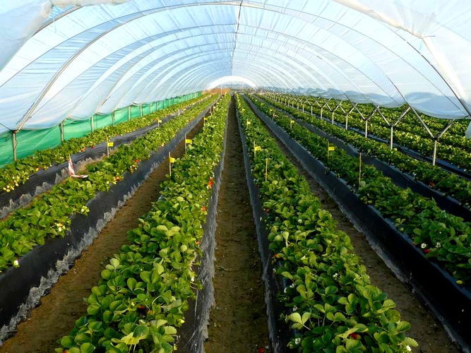 20240422_AGROCOLOR (1) (1)