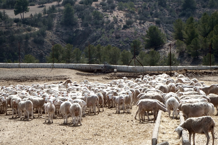 ASAJA-GANADERIA-1-scaled-1-uai-2560x1706