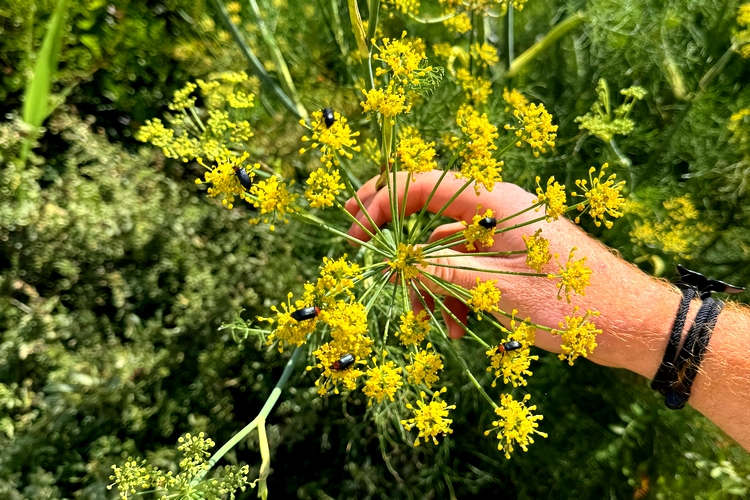 FOTO 6 UAL 27 ABRIL 2024 MARATÓN BIODIVERSIDAD (1)